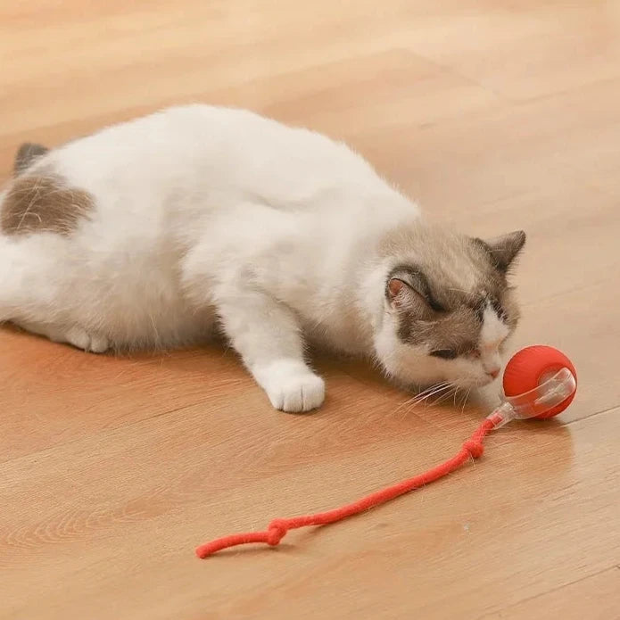 Interactive Cat Rolling Ball