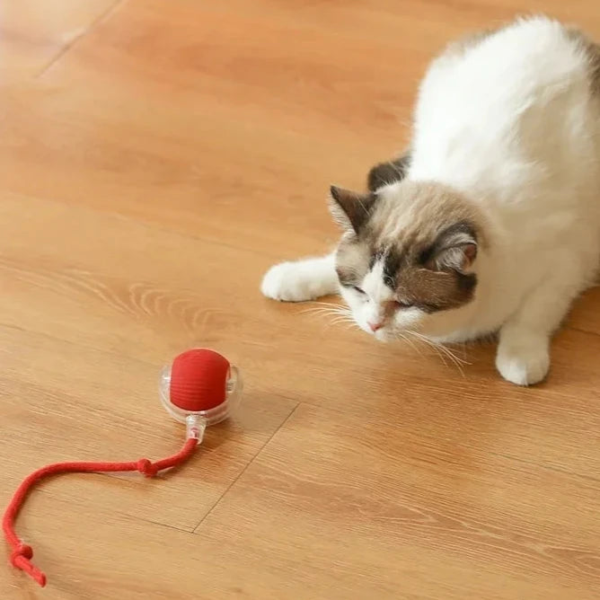 Interactive Cat Rolling Ball